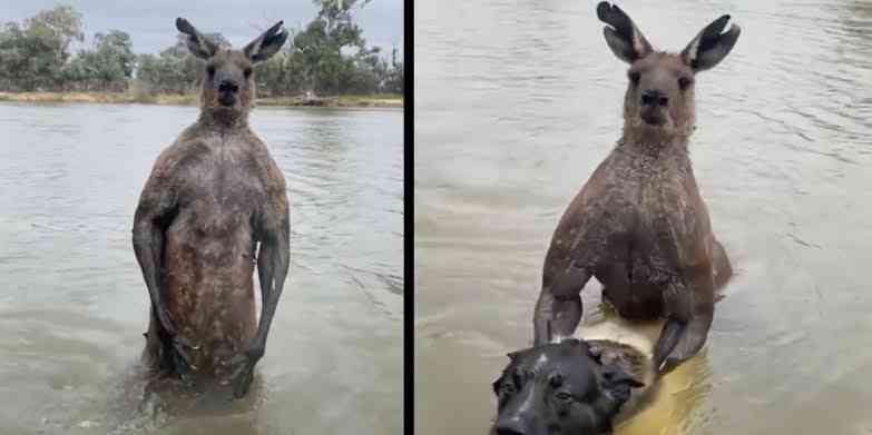 When pursued, Kangaroo's will lure their chasers to bodies of water so they can hold the attacker under and drown them. - MirrorLog